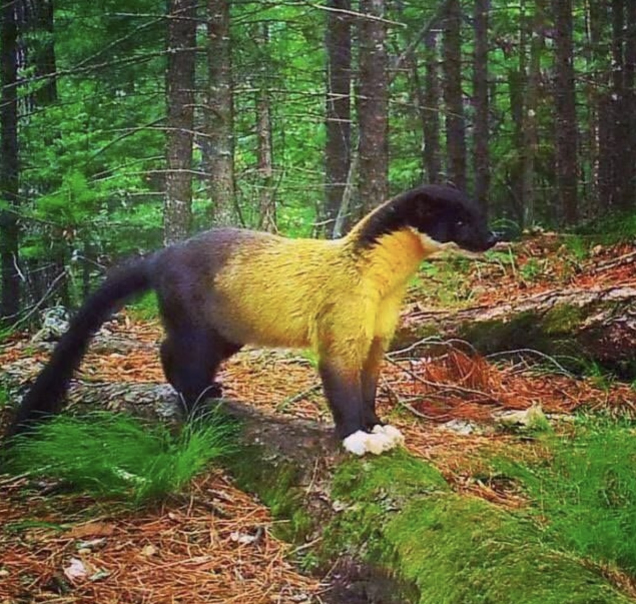 yellow throated marten